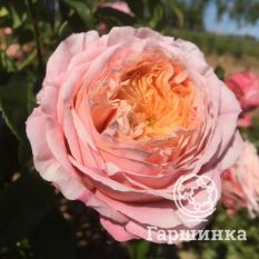 Роза Чантилли миниатюрная-2