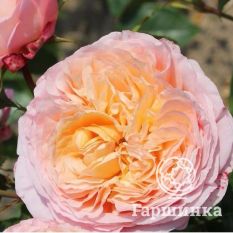 Роза Чантилли миниатюрная-3