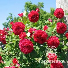 Роза Квадра канадская парковая-2