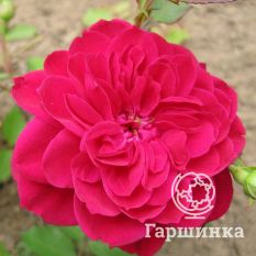 Роза Квадра канадская парковая-4