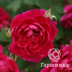 Роза Квадра канадская парковая-3