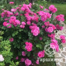 Роза Морден Сентенниал канадская парковая-4