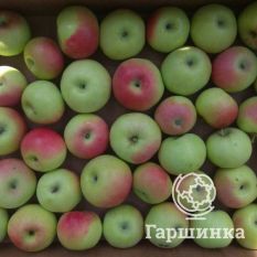 Данила Имрус-2