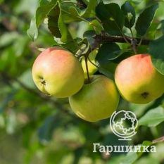 Данила Имрус-3