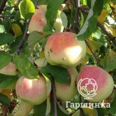 Данила Имрус-4