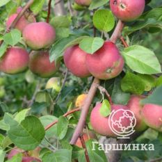 Данила ВЭМ розовый-2