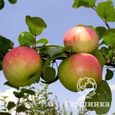 Министр Кисилев-3