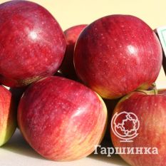 Орловское полесье-3