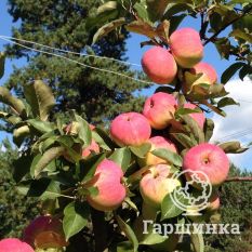 Орловское полесье-4