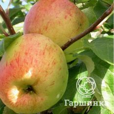 Осенняя радость-2