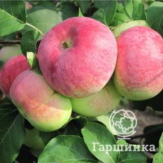 Данила ВЭМ розовый-3