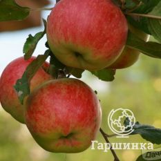 Осенняя радость-4