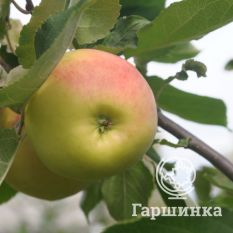 Данила ВЭМ желтый-2