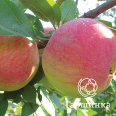 Губернское-2