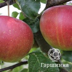 Губернское-3