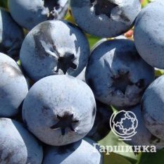 Дарроу (позднеспелый)-3