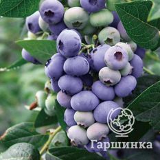 Дарроу (позднеспелый)-4