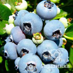 Нельсон (позднеспелый)-4