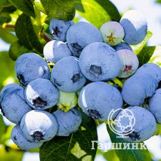 Нельсон (позднеспелый)-3