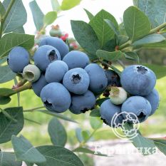 Свитхарт (позднеспелый)-3