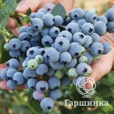 Спартан (раннеспелый)-2