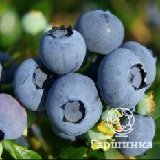 Торо (позднеспелый)-4