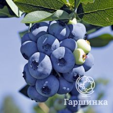 Торо (позднеспелый)-3