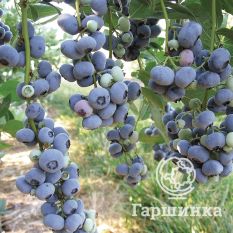 Либерти (позднеспелый)-4