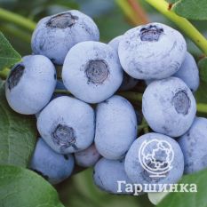 Либерти (позднеспелый)-3