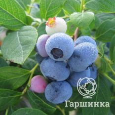 Либерти (позднеспелый)-2