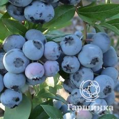 Спартан (раннеспелый)-3