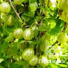 Балтийский-4