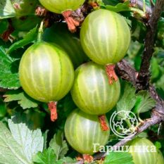 Балтийский-3