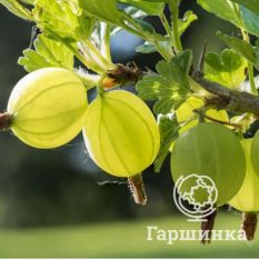 Балтийский-2