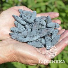 Гордость Бакчара-3