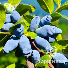 Камчатская-2