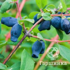 Камчатская-3