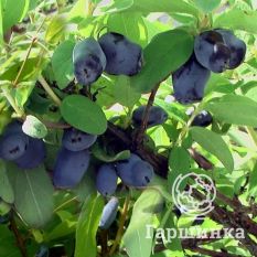 Камчатская-4