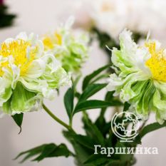 Пион Грин Лотус-4