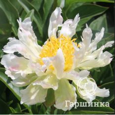 Пион Грин Лотус-1