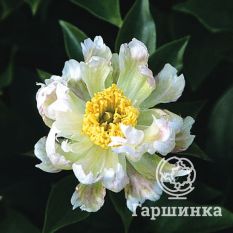 Пион Грин Лотус-2