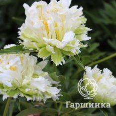 Пион Грин Лотус-3