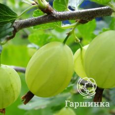 Балтийский-2