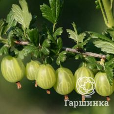 Балтийский-3