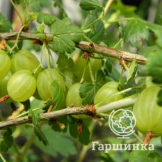 Балтийский-4