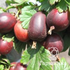 Грушенька-2