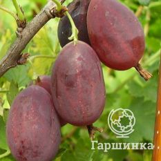 Грушенька-1