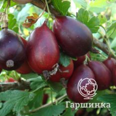 Грушенька-3