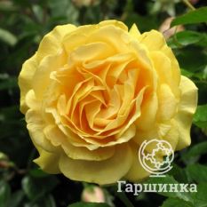 Роза Абсолютли Фабулос/Эннисайд, Викс-4