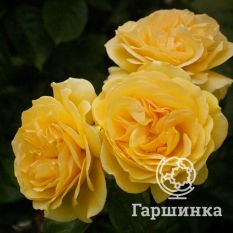 Роза Абсолютли Фабулос/Эннисайд, Викс-2